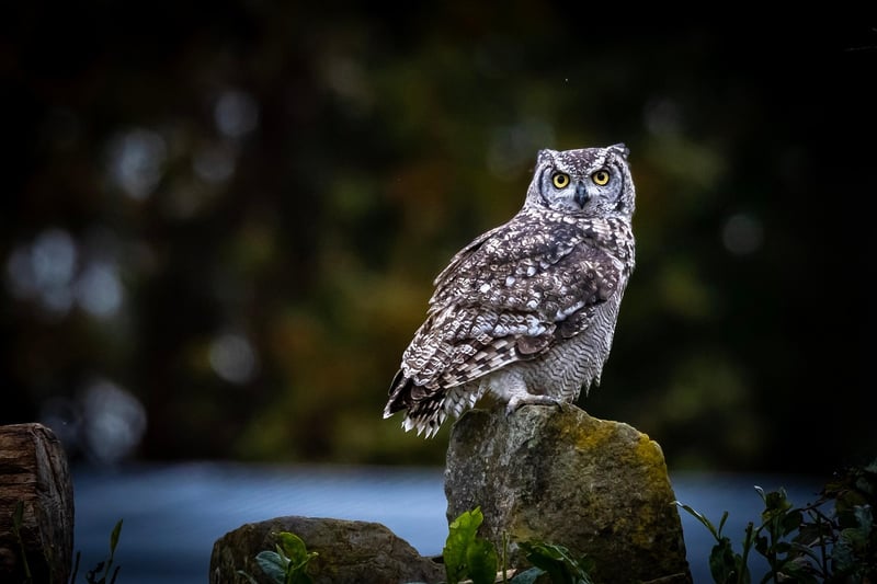 Wildlife Rehabilitation Center