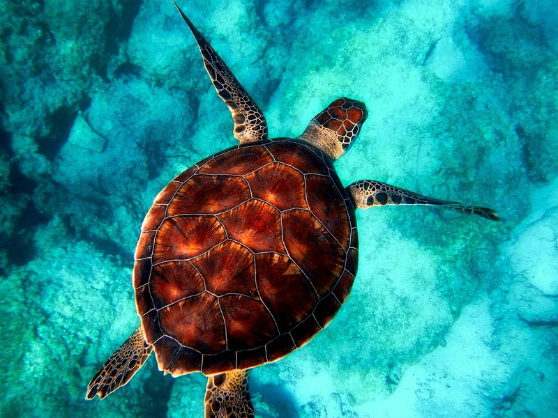 Snorkeling with Marine Life