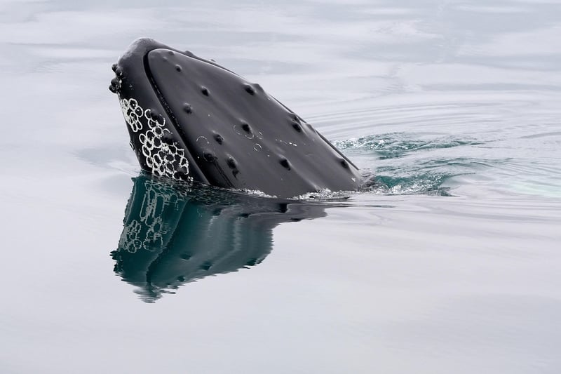 Whale Watching Tour